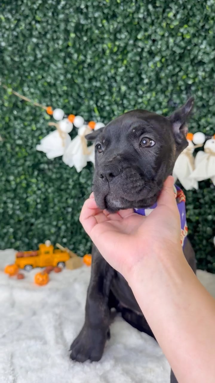 Female Cane Corso puppy named Amour for sale at Puppy Dreams - Garland. video thumbnail