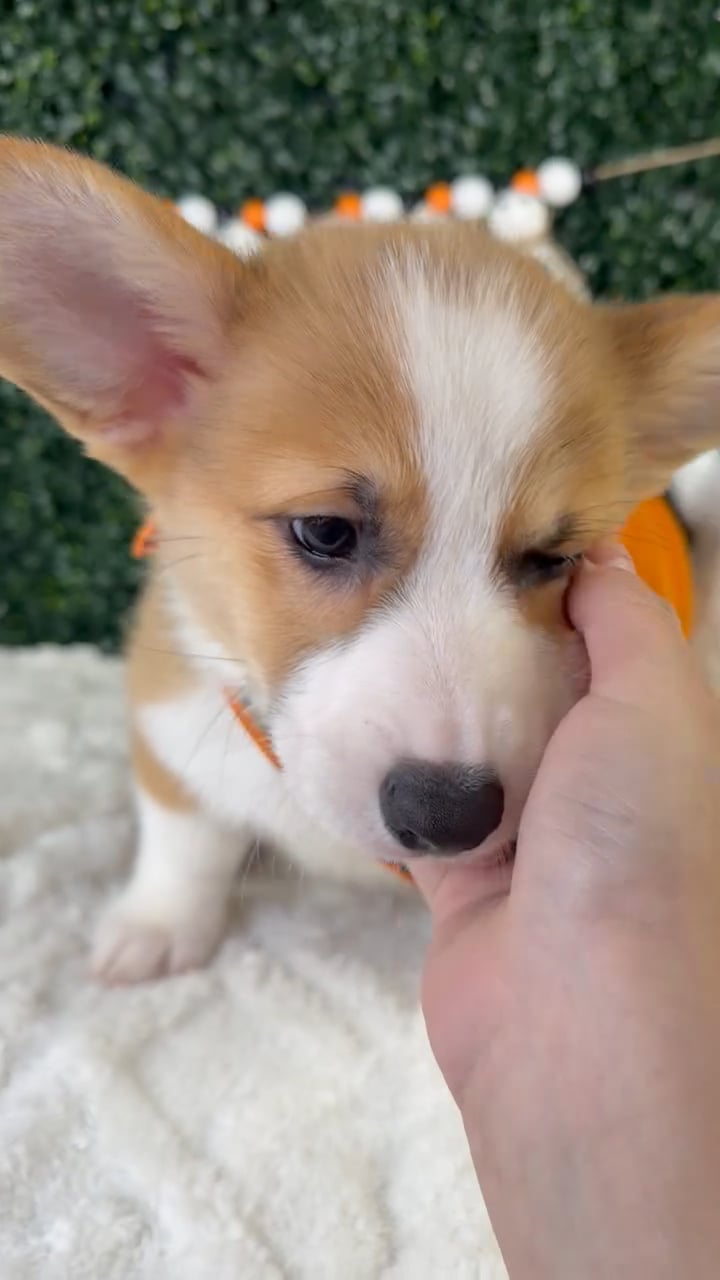 Male Pembroke Welsh Corgi puppy named Mr.Wiggles for sale at Puppy Dreams - Garland. video thumbnail