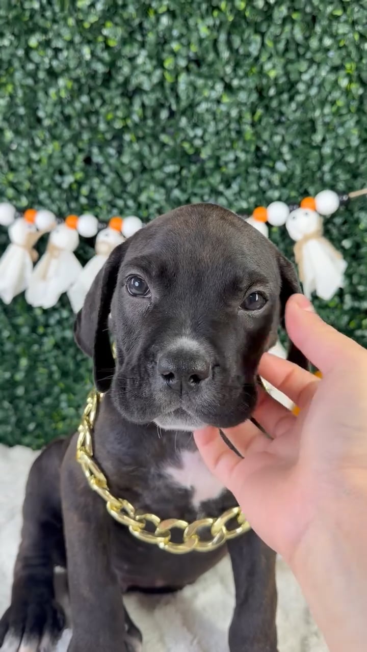 Male Cane Corso puppy named Zane for sale at Puppy Dreams - Garland. video thumbnail