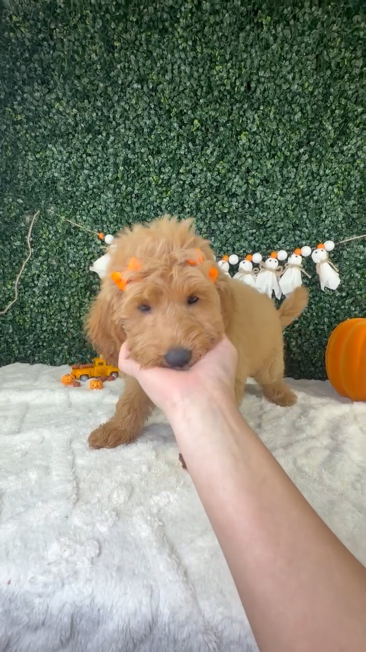 Female Mini Goldendoodle puppy named Nemi for sale at Puppy Dreams - Garland. video thumbnail