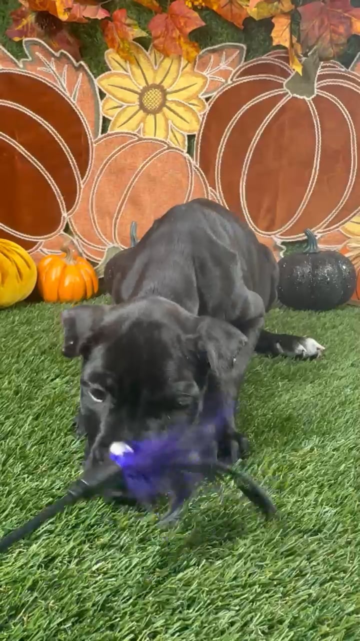 Female Cane Corso puppy named Delta for sale at Puppy Dreams - Carrollton. video thumbnail