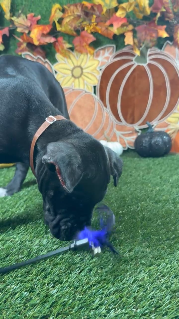 Male Cane Corso puppy named Dax for sale at Puppy Dreams - Carrollton. video thumbnail