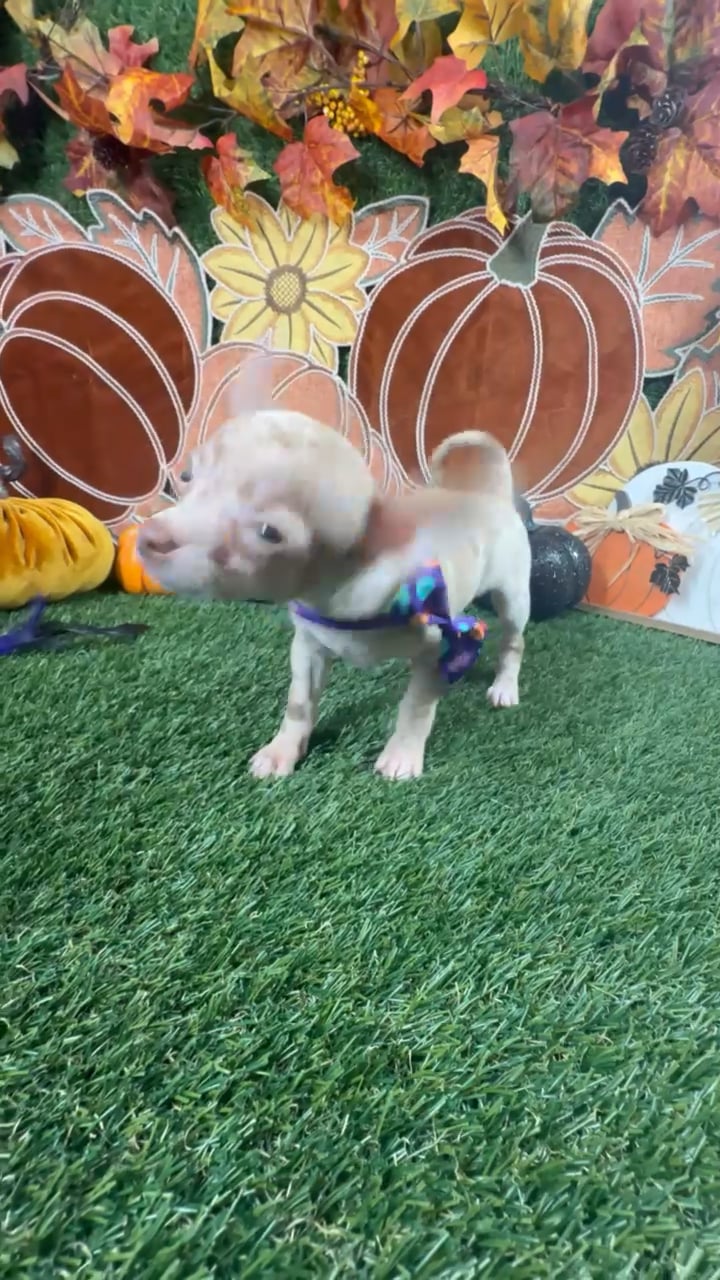 Male Chihuahua puppy named Chico for sale at Puppy Dreams - Carrollton. video thumbnail