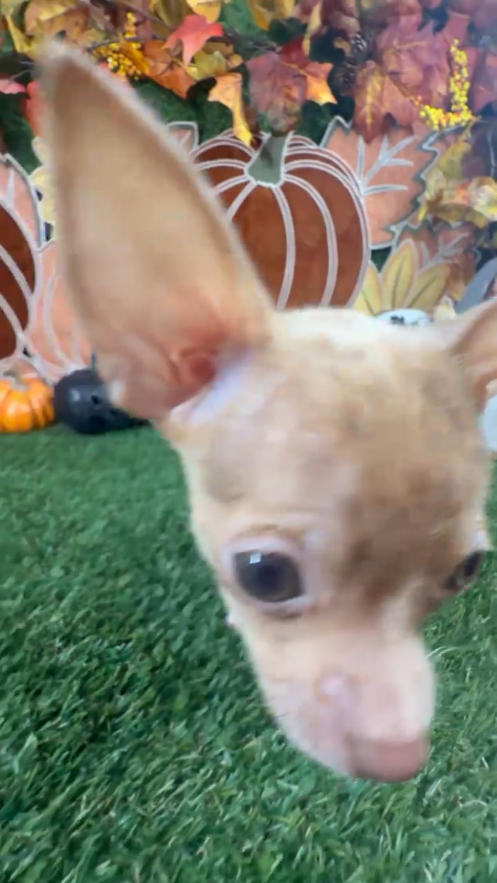 Male Chihuahua puppy named Tito for sale at Puppy Dreams - Carrollton. video thumbnail