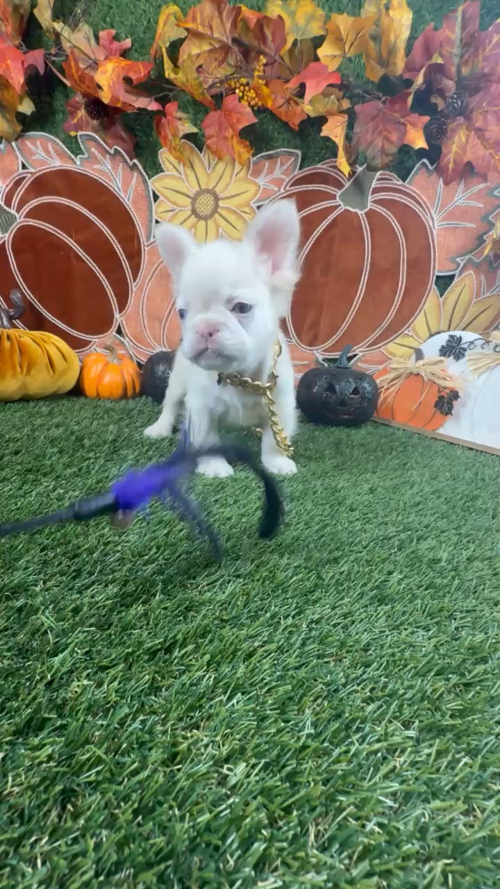 Male Fluffy French Bulldog puppy named Caine for sale at Puppy Dreams - Carrollton. video thumbnail
