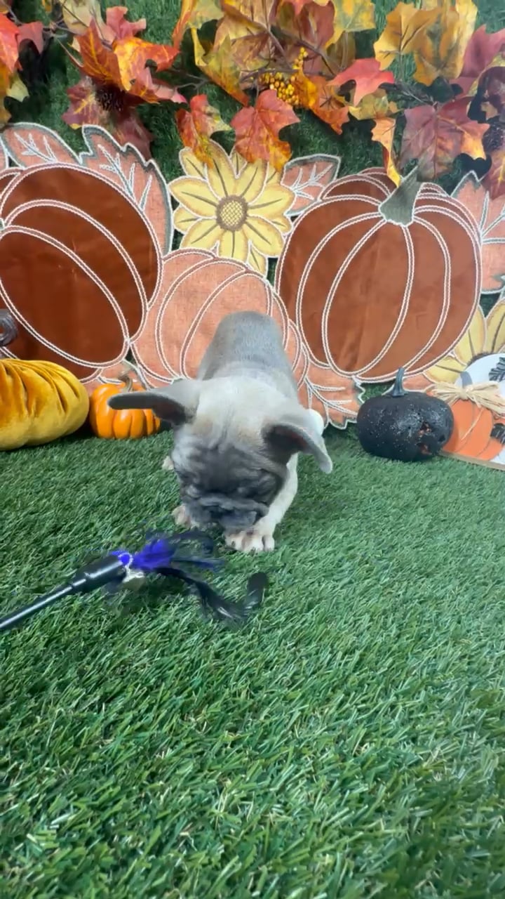 Male French Bulldog puppy named Tank for sale at Puppy Dreams - Carrollton. video thumbnail