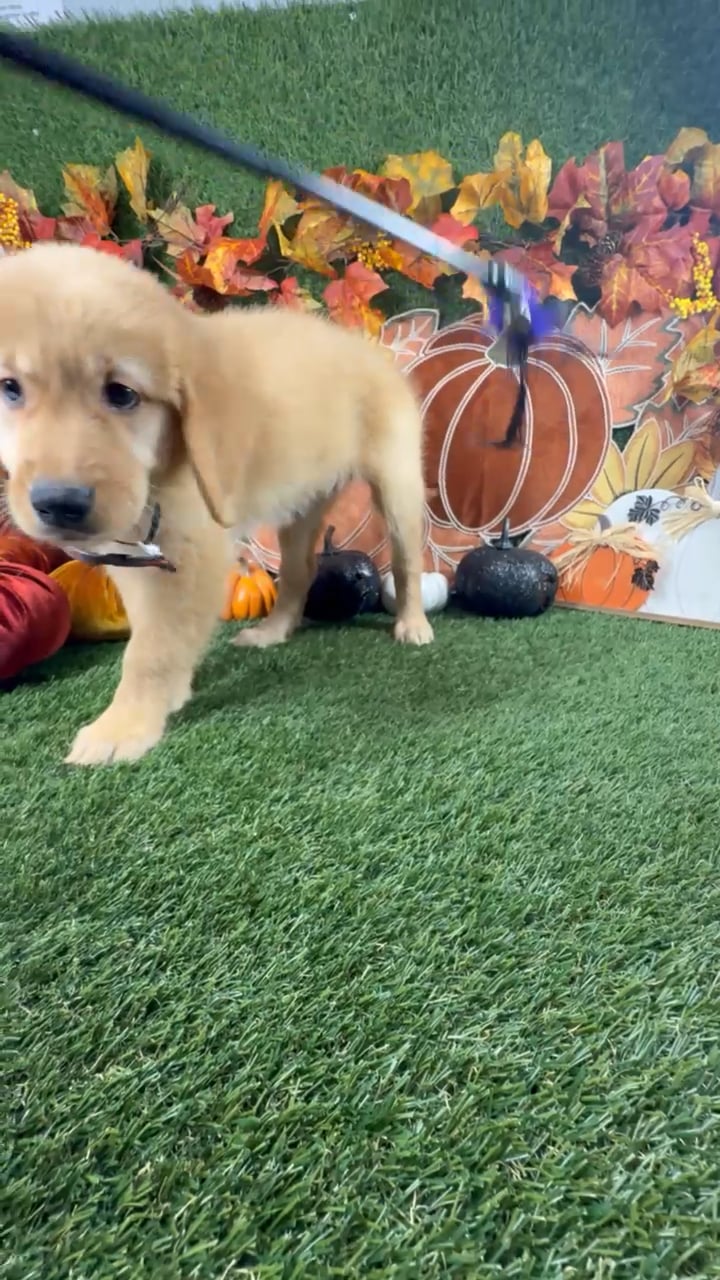 Female Golden Retriever puppy named Paisley for sale at Puppy Dreams - Carrollton. video thumbnail