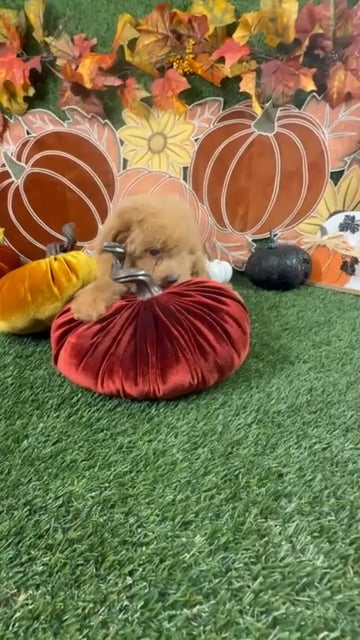 Male Mini Goldendoodle puppy named Cashew for sale at Puppy Dreams - Carrollton. video thumbnail