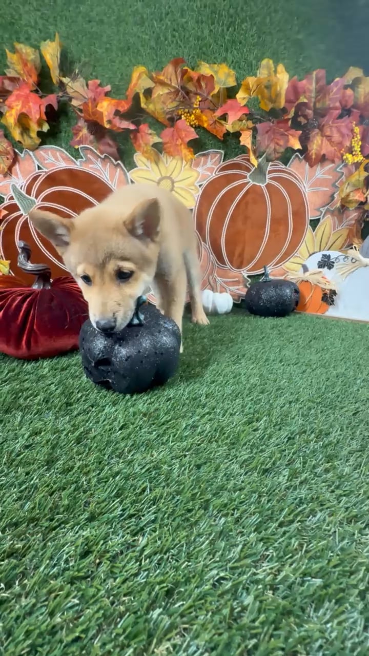 Male Shiba Inu puppy named Doge for sale at Puppy Dreams - Carrollton. video thumbnail