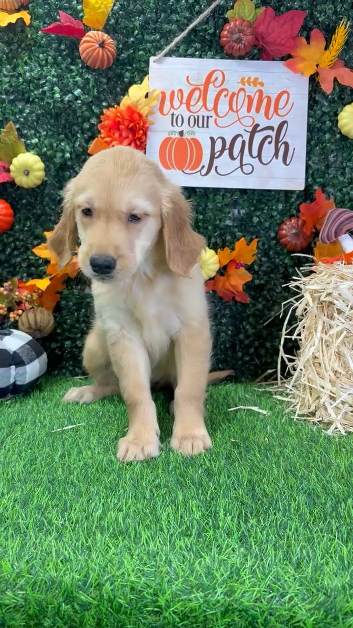 Female Golden Retriever puppy named Pumpkin for sale at Puppy Dreams - Wichita West. video thumbnail