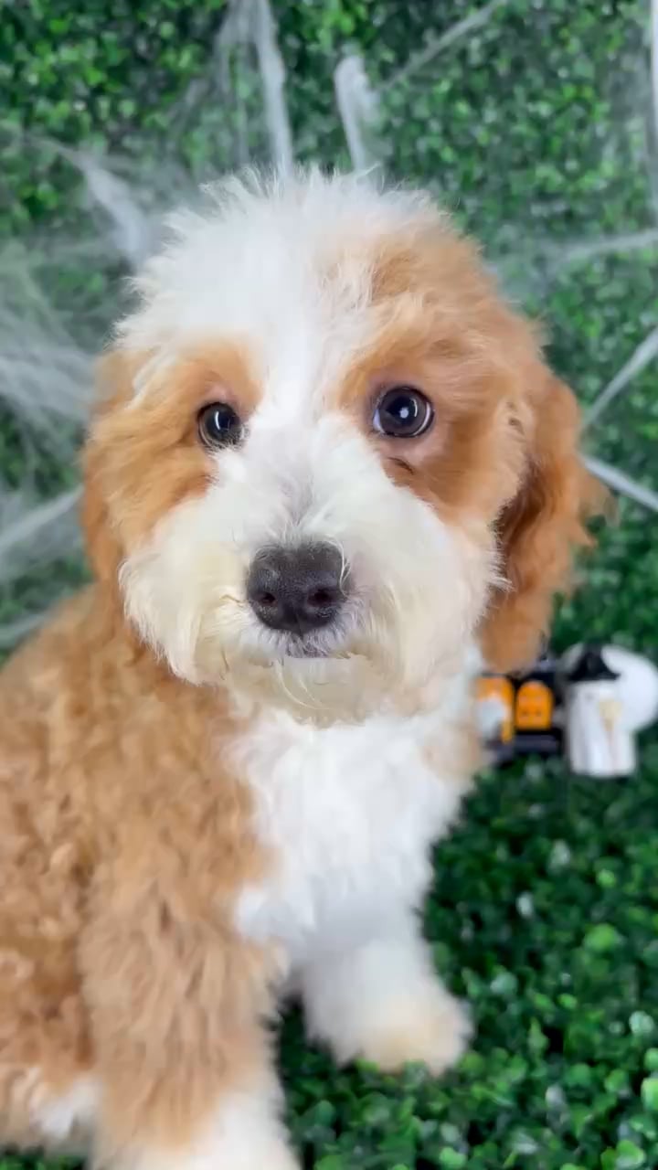 Male Mini Poodle puppy named Rex for sale at Puppy Dreams - North Richland Hills. video thumbnail