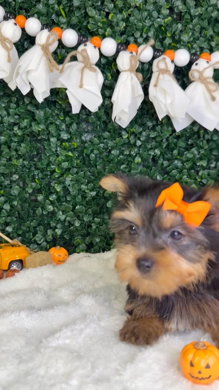 Female Yorkie puppy named Gia for sale at Puppy Dreams - Garland. video thumbnail