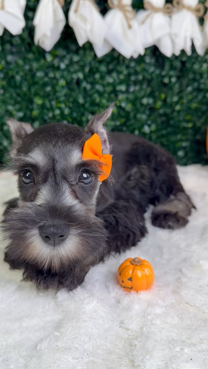 Female Mini Schnauzer puppy named Dior for sale at Puppy Dreams - Garland. video thumbnail
