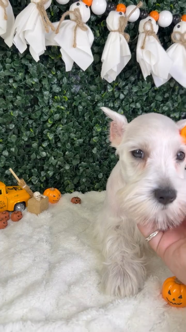 Female Mini Schnauzer puppy named Arabella for sale at Puppy Dreams - Garland. video thumbnail