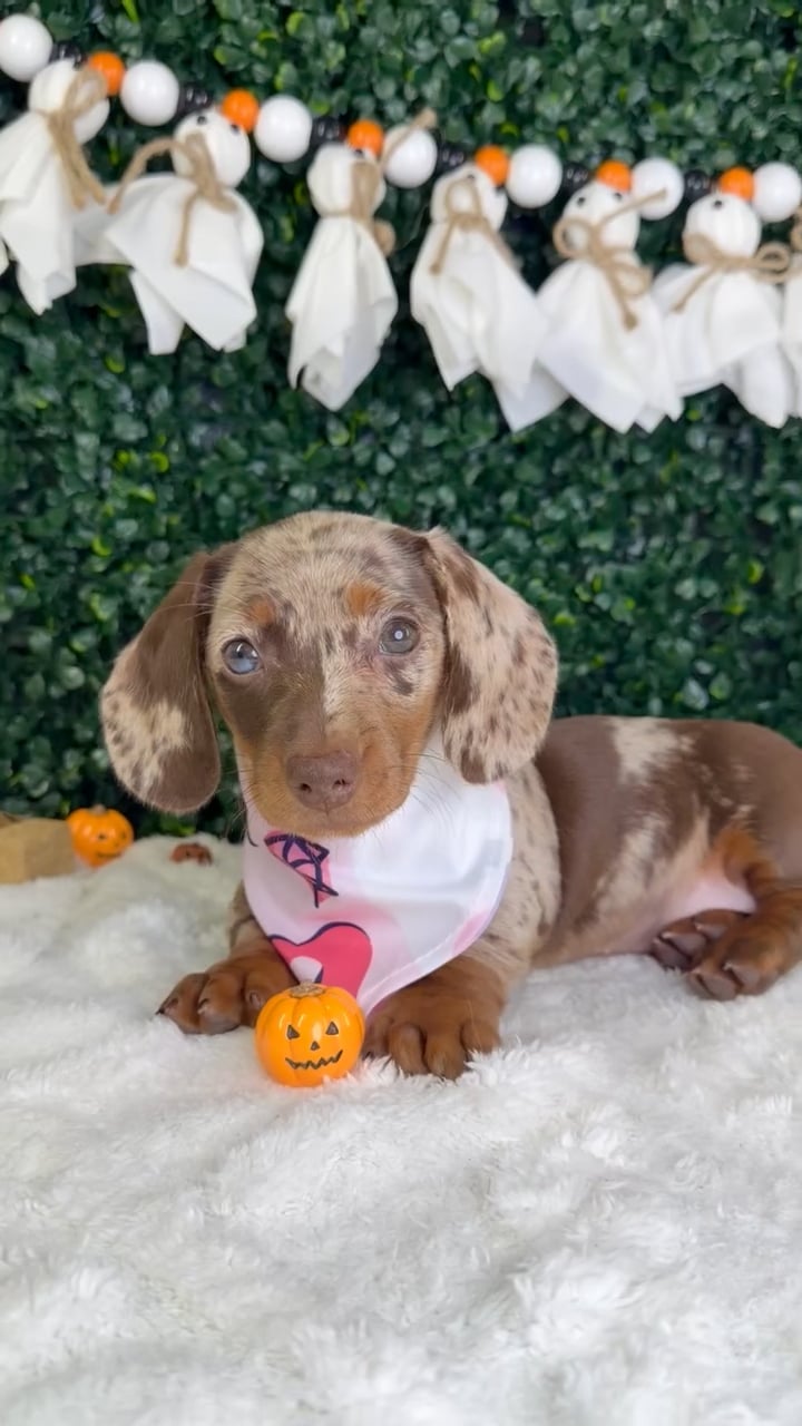 Female Dachshund puppy named Cleo for sale at Puppy Dreams - Garland. video thumbnail