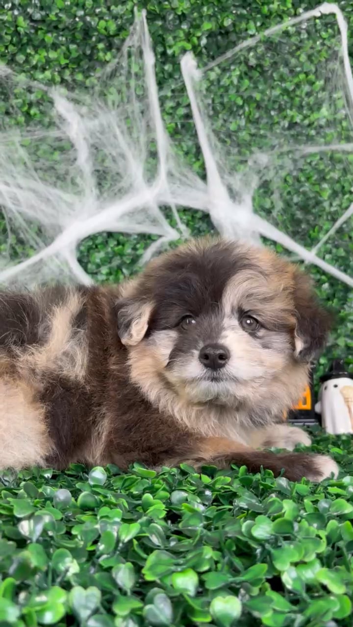 Male Pomsky puppy named Bolt for sale at Puppy Dreams - North Richland Hills. video thumbnail