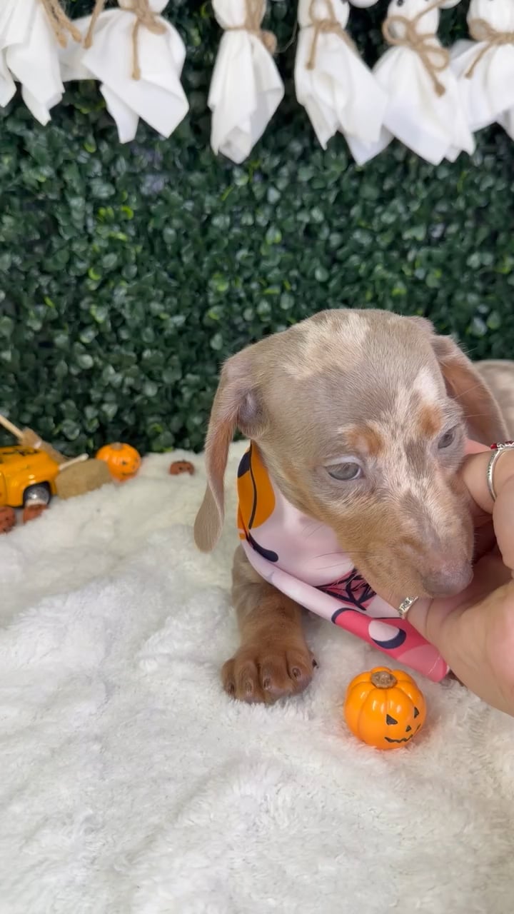 Female Dachshund puppy named Pearl for sale at Puppy Dreams - Garland. video thumbnail