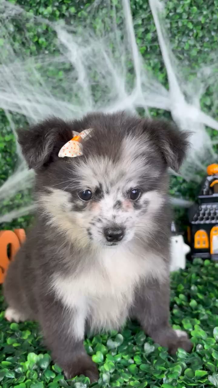 Female Pomchi puppy named Mabel for sale at Puppy Dreams - North Richland Hills. video thumbnail