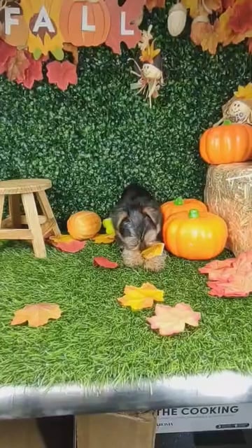 Male Yorkie puppy named *Frodo* for sale at Puppy Dreams - Mansfield. video thumbnail