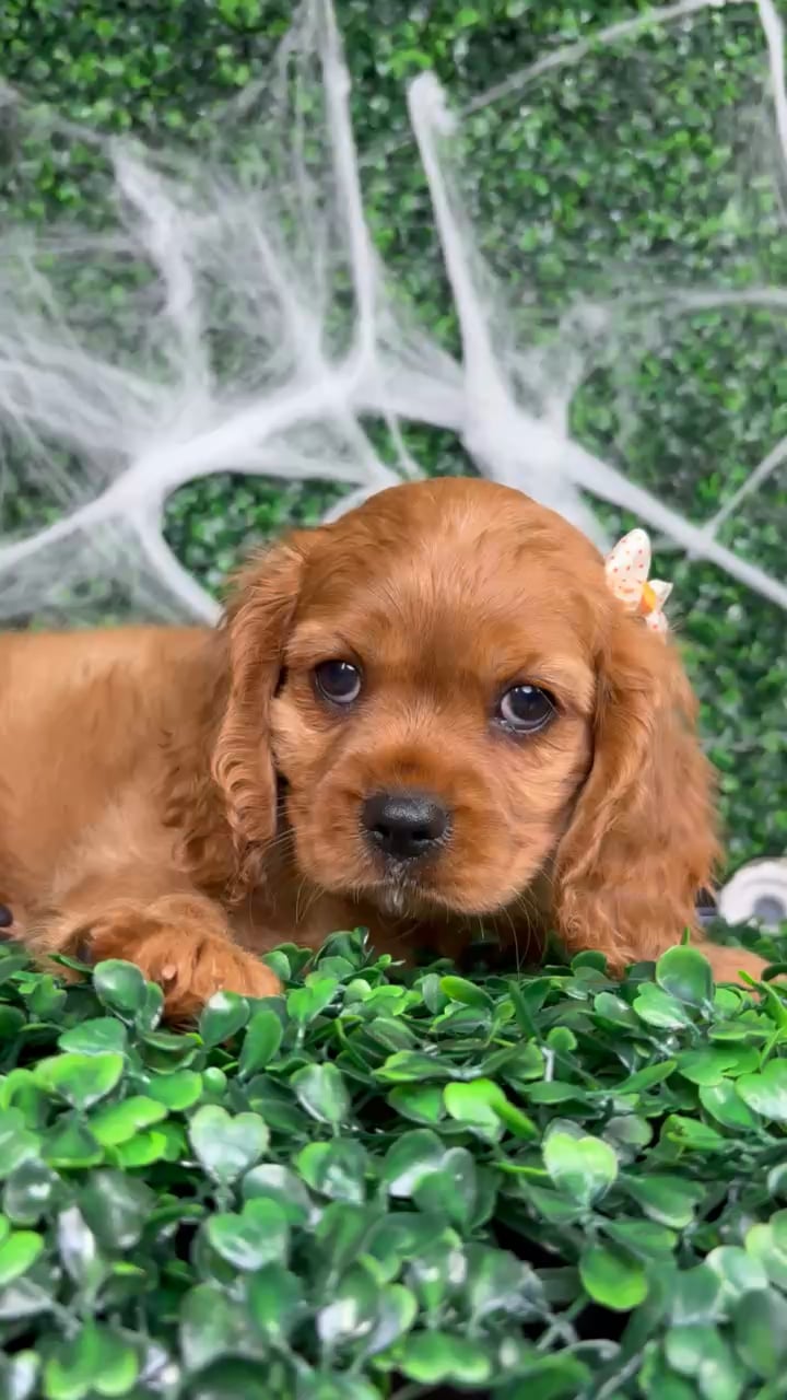 Female Cavalier King Charles Spaniel puppy named Binx for sale at Puppy Dreams - North Richland Hills. video thumbnail