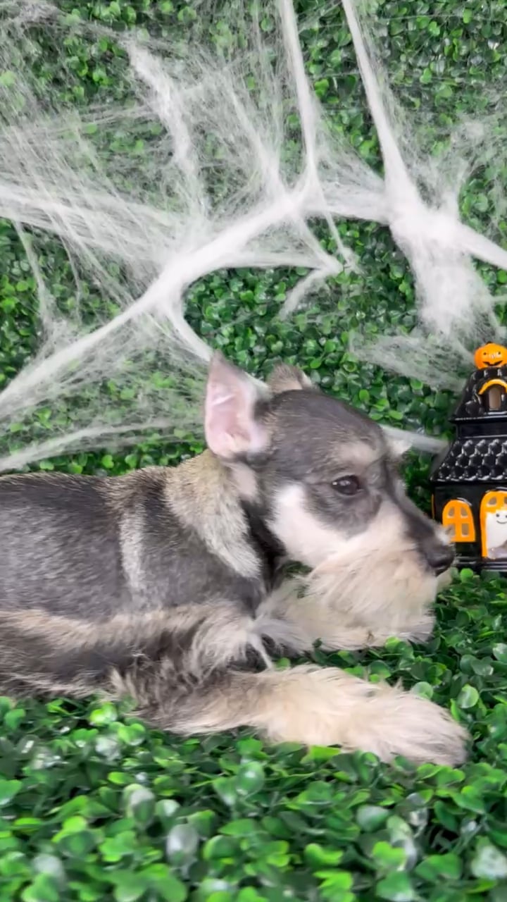 Male Mini Schnauzer puppy named King for sale at Puppy Dreams - North Richland Hills. video thumbnail