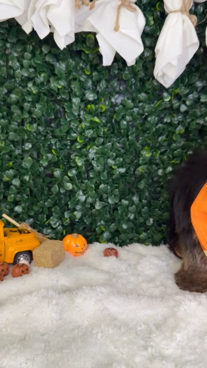 Male Yorkie puppy named Aspen for sale at Puppy Dreams - Garland. video thumbnail