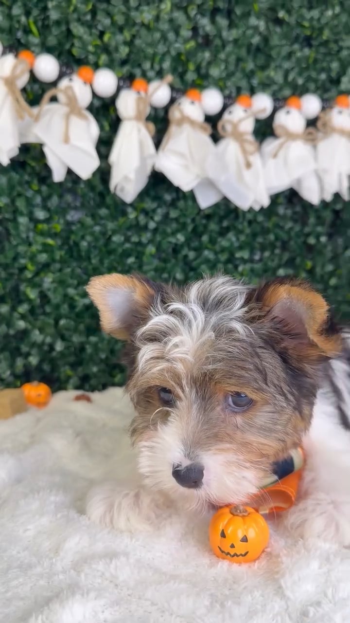 Male Yorkie puppy named Bluey for sale at Puppy Dreams - Garland. video thumbnail