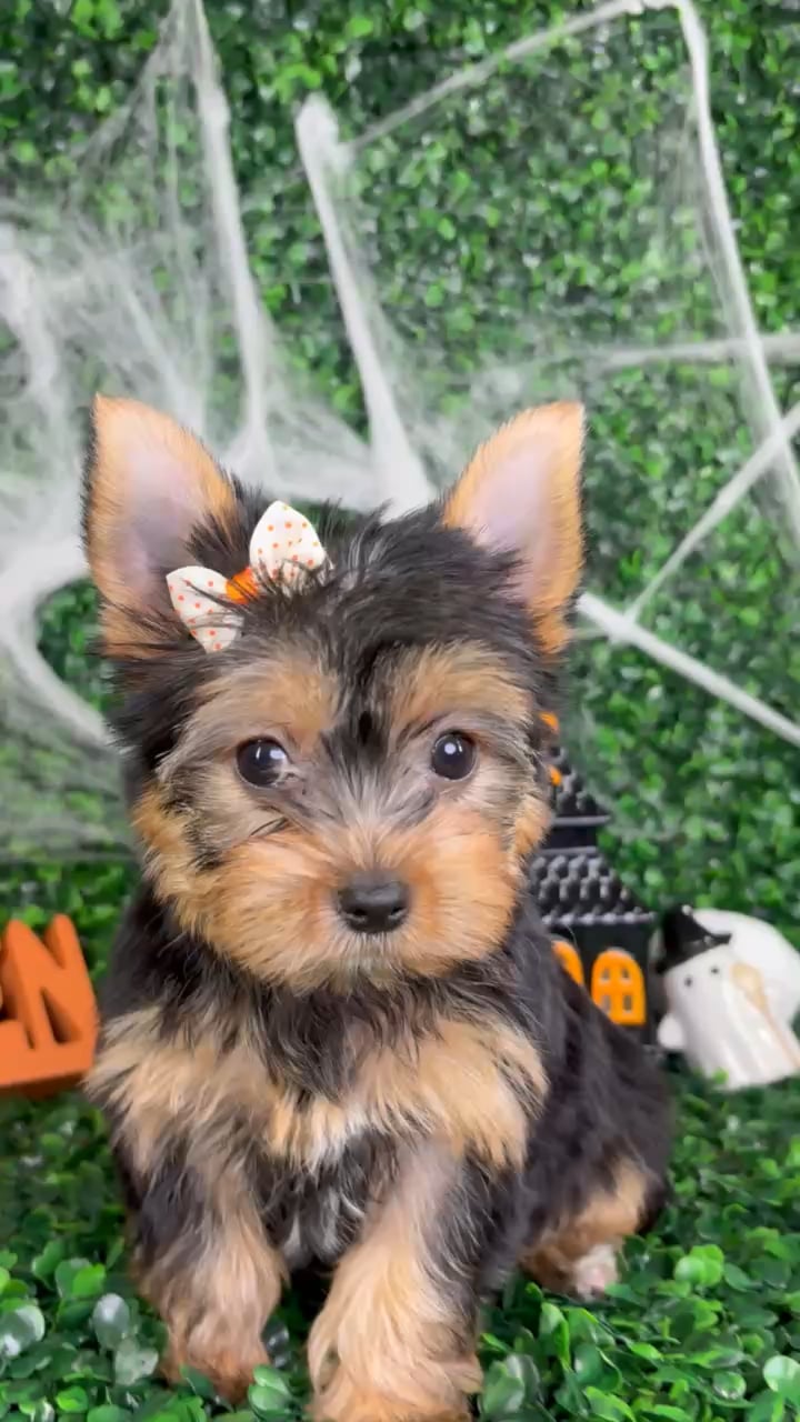 Female Yorkie puppy named Honey for sale at Puppy Dreams - North Richland Hills. video thumbnail