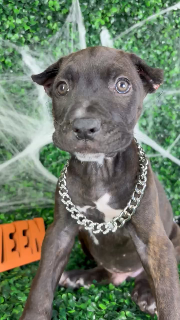 Male Cane Corso puppy named Bones for sale at Puppy Dreams - North Richland Hills. video thumbnail