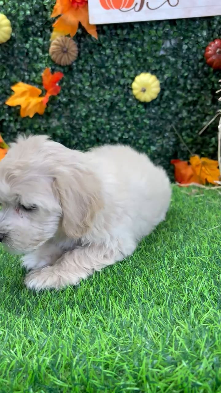 Female Maltipoo puppy named Deborah for sale at Puppy Dreams - Wichita West. video thumbnail