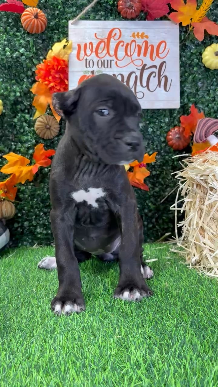 Female Cane Corso puppy named Zelda for sale at Puppy Dreams - Wichita West. video thumbnail