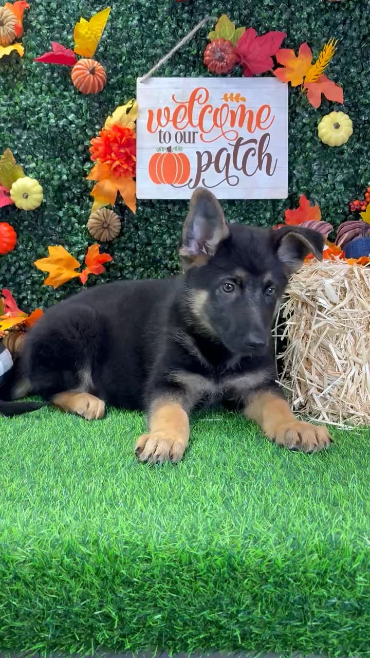 Male German Shepherd puppy named Buck for sale at Puppy Dreams - Wichita West. video thumbnail