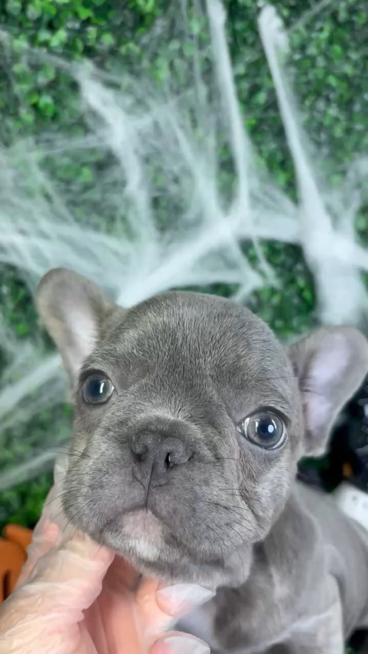 Male French Bulldog puppy named Harley for sale at Puppy Dreams - North Richland Hills. video thumbnail