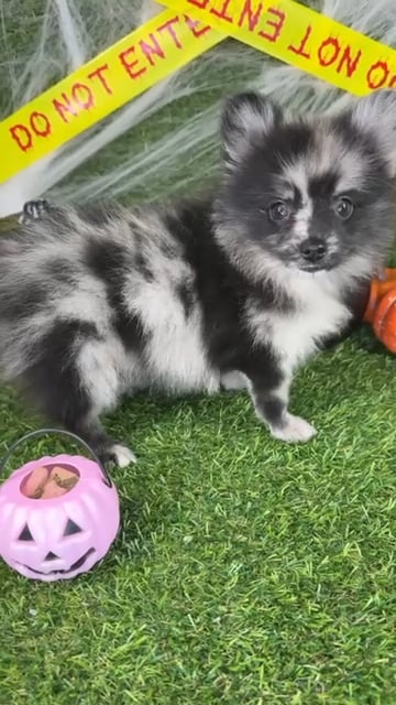 Male Pomchi puppy named Frankie for sale at Puppy Dreams - Arlington. video thumbnail