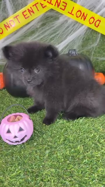 Male Pomchi puppy named Oscar for sale at Puppy Dreams - Arlington. video thumbnail