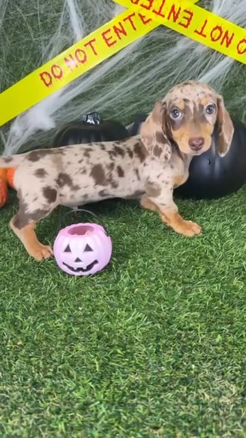 Male Dachshund puppy named Rascal for sale at Puppy Dreams - Arlington. video thumbnail