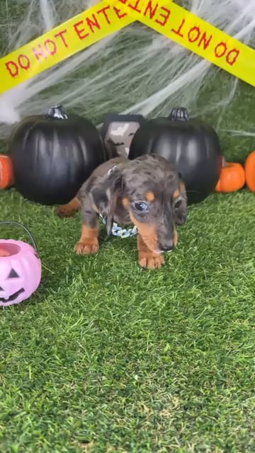 Female Dachshund puppy named Ollie for sale at Puppy Dreams - Arlington. video thumbnail