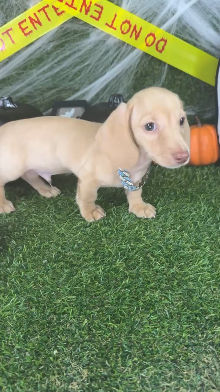 Male Dachshund puppy named Peanut for sale at Puppy Dreams - Arlington. video thumbnail