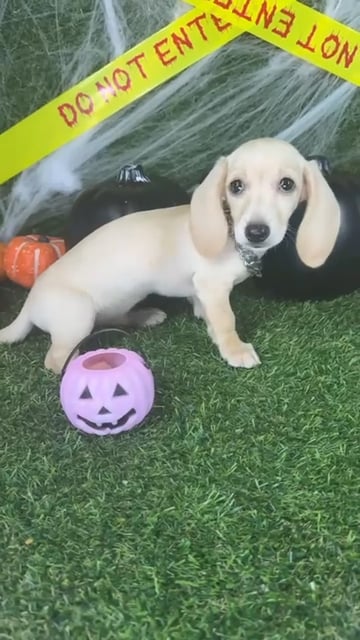 Female Dachshund puppy named Misty for sale at Puppy Dreams - Arlington. video thumbnail