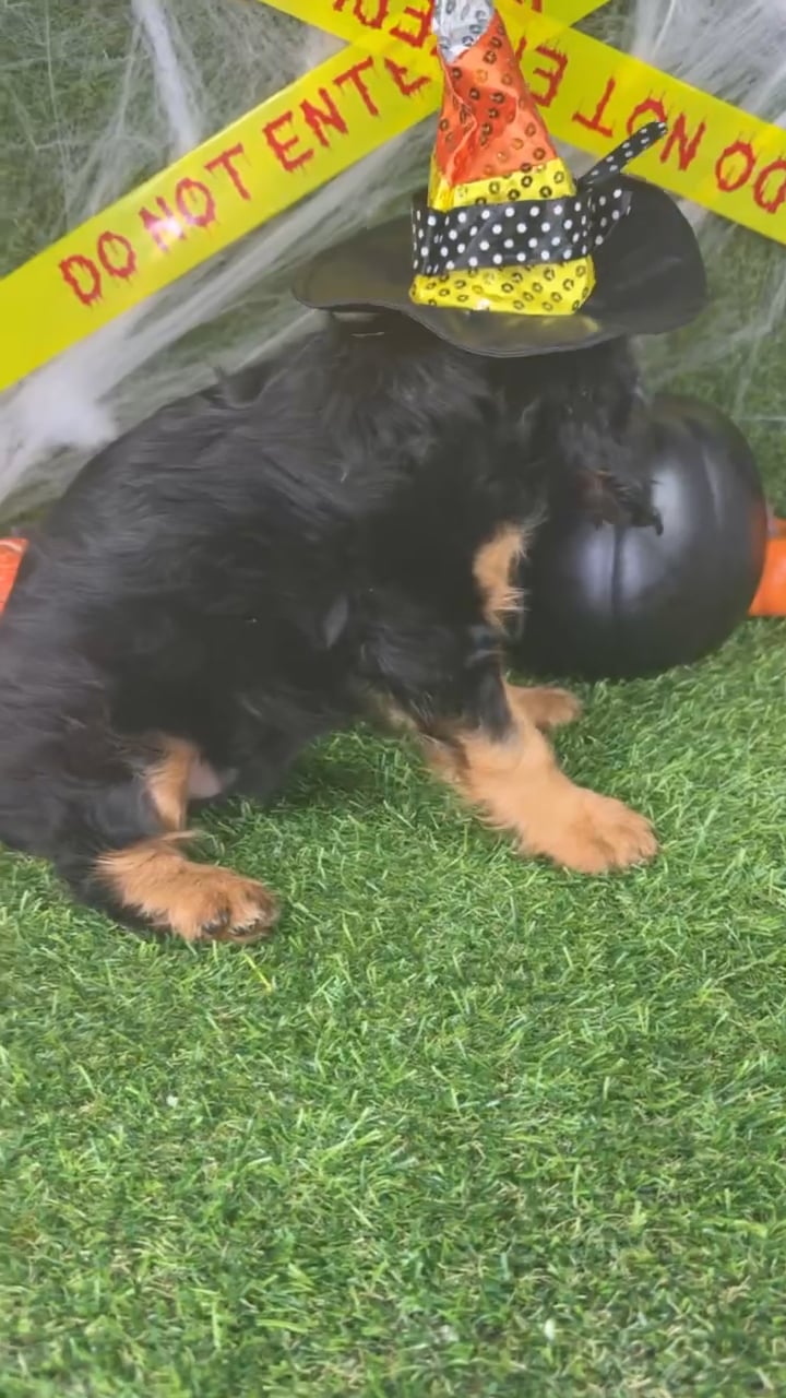 Female Cavalier King Charles Spaniel puppy named Nova for sale at Puppy Dreams - Arlington. video thumbnail