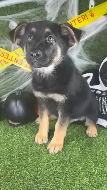 Male German Shepherd puppy named Rocky for sale at Puppy Dreams - Arlington. video thumbnail