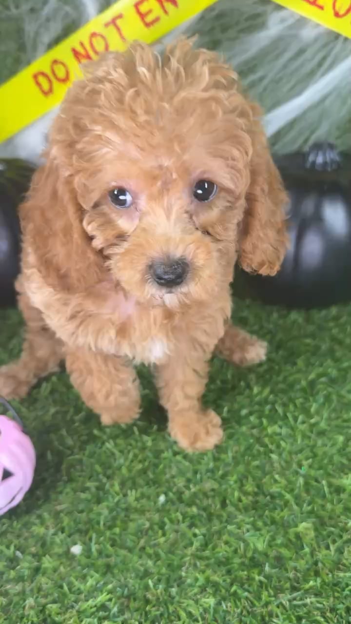 Male Mini Goldendoodle puppy named Loki for sale at Puppy Dreams - Arlington. video thumbnail