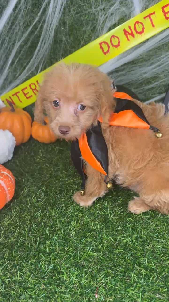 Male Mini Goldendoodle puppy named Jasper for sale at Puppy Dreams - Arlington. video thumbnail