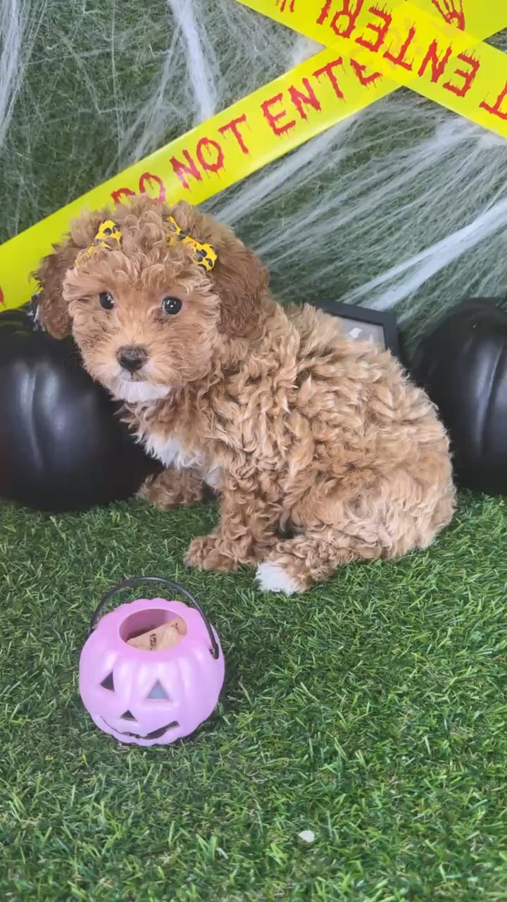 Female Mini Poodle puppy named Piper for sale at Puppy Dreams - Arlington. video thumbnail