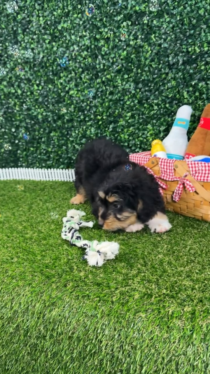 Female Mini Aussie Poo puppy named Luna for sale at Puppy Dreams - Missouri City. video thumbnail