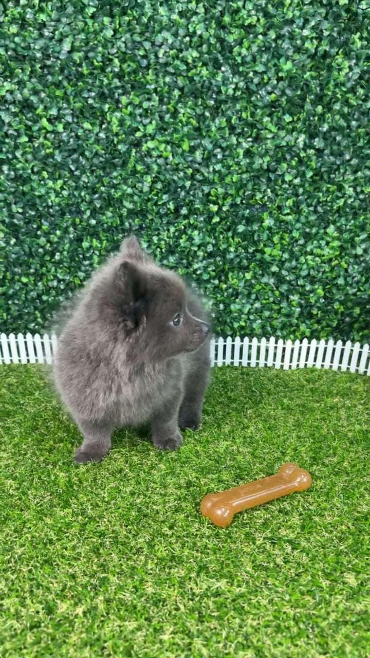 Female Pomchi puppy named Misty for sale at Puppy Dreams - Missouri City. video thumbnail