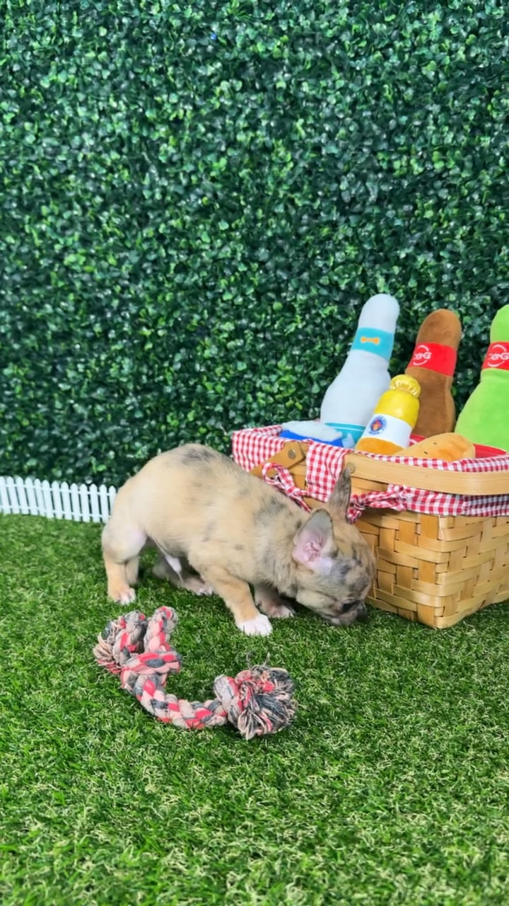 Male Chihuahua puppy named Chico for sale at Puppy Dreams - Missouri City. video thumbnail