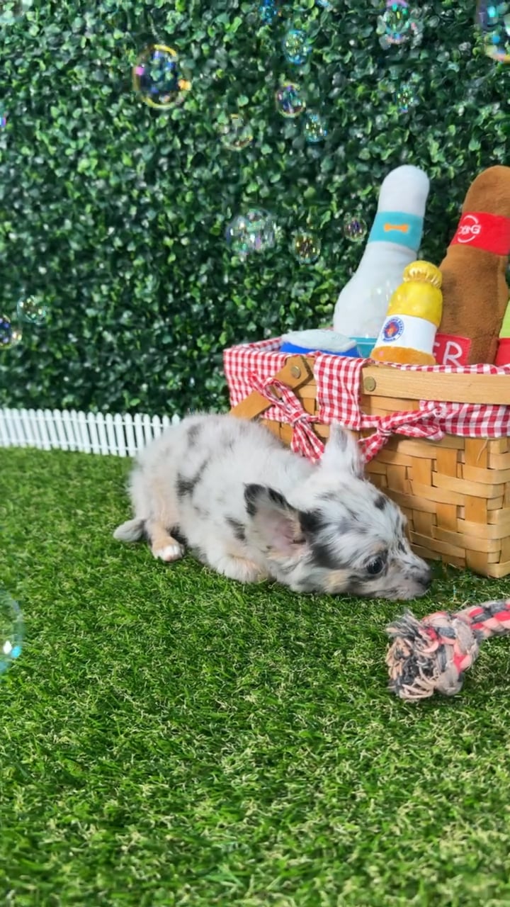 Male Chihuahua puppy named Benito for sale at Puppy Dreams - Missouri City. video thumbnail