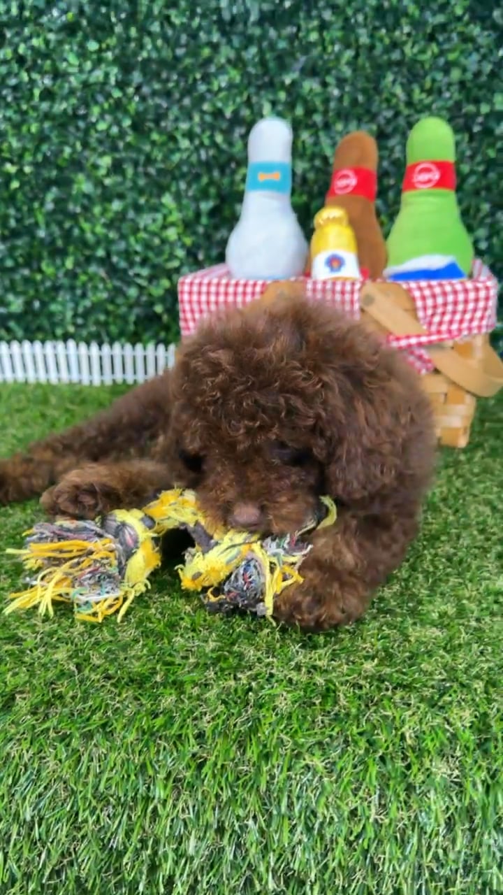 Male Mini Poodle puppy named Pepper for sale at Puppy Dreams - Missouri City. video thumbnail