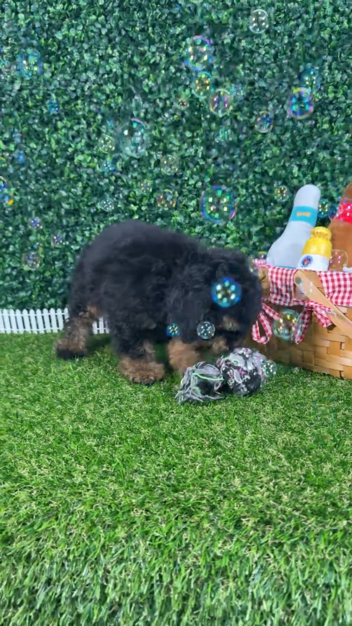 Male Mini Poodle puppy named Reese for sale at Puppy Dreams - Missouri City. video thumbnail